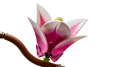 Magnolia Branches