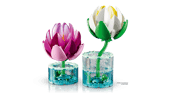 Water Lilies