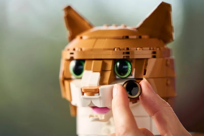 Orange Cat