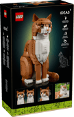 Orange Cat