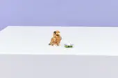Cute Hamster with a Flower