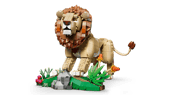 Wild Animals: Majestic Lion