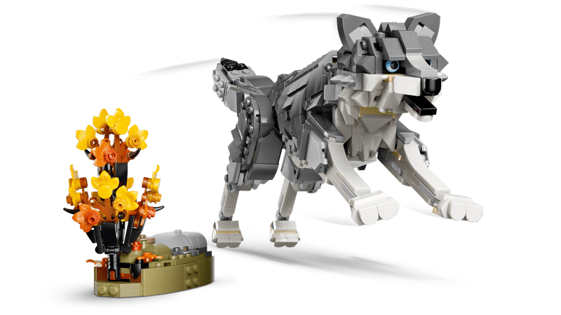 Forest Animals: Gray Wolf