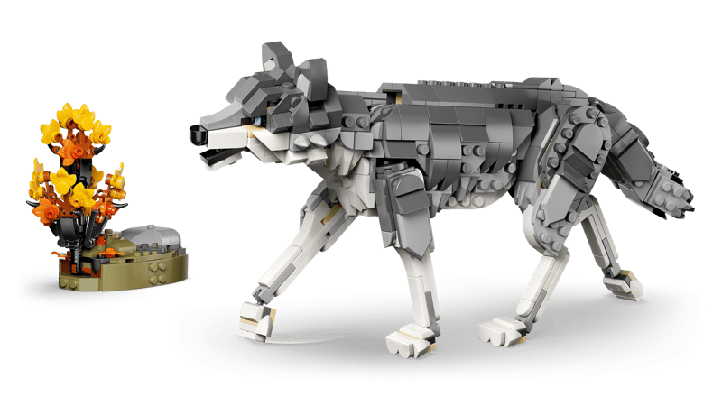 Forest Animals: Gray Wolf