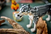 Forest Animals: Gray Wolf
