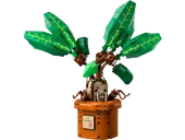 Mandrake