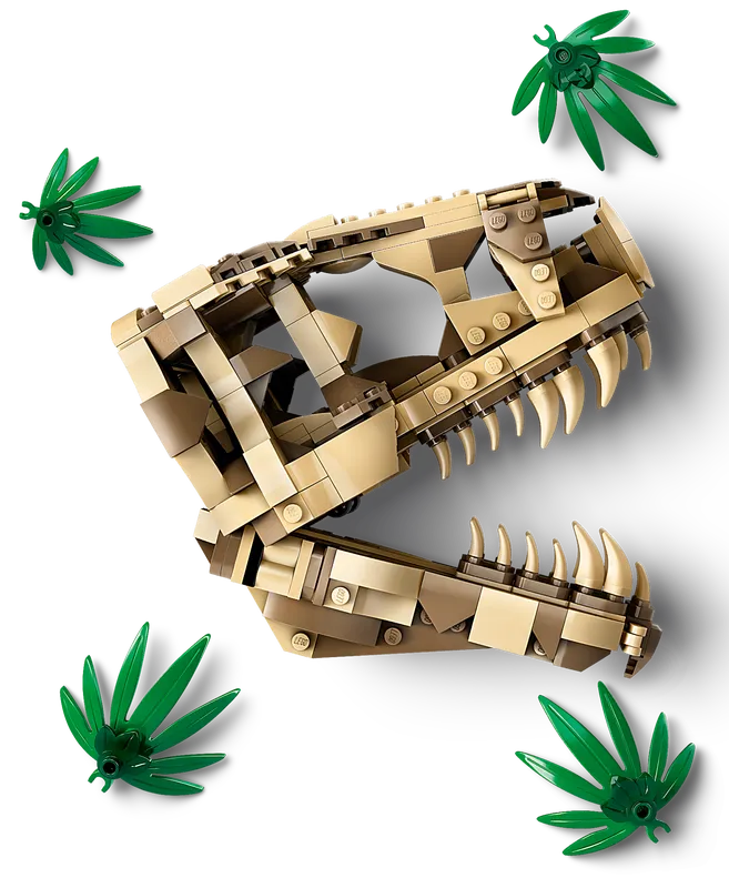 Dinosaur Fossils: T. rex Skull