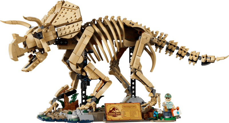 Dinosaur Fossils: Triceratops