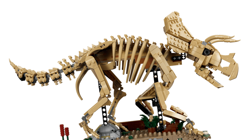 Dinosaur Fossils: Triceratops