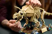 Dinosaur Fossils: Triceratops