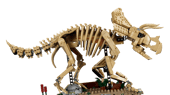 Dinosaur Fossils: Triceratops