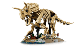 Dinosaur Fossils: Triceratops