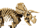 Dinosaur Fossils: Triceratops