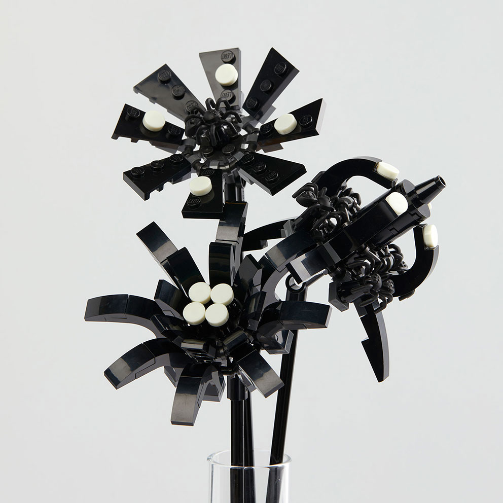 Black Spiders Flower Pack